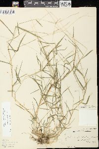 Muhlenbergia schreberi image