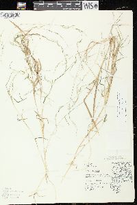 Muhlenbergia schreberi image