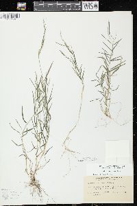 Muhlenbergia schreberi image