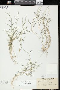 Muhlenbergia schreberi image