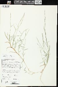 Muhlenbergia schreberi image