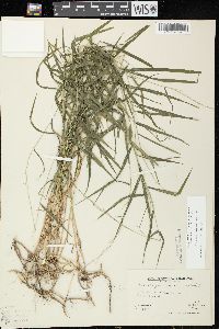 Muhlenbergia sobolifera image