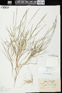 Muhlenbergia sylvatica image