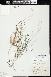 Muhlenbergia sylvatica image