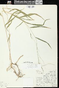 Muhlenbergia tenuiflora image