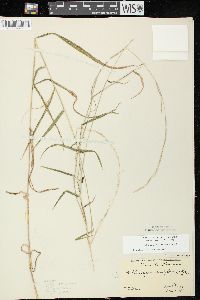 Muhlenbergia tenuiflora image