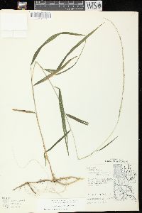 Muhlenbergia tenuiflora image