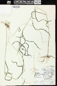 Muhlenbergia tenuiflora image