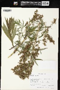 Artemisia serrata image