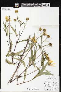 Helianthus grosseserratus image