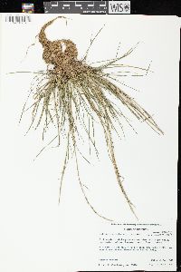 Lolium perenne subsp. perenne image