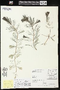 Myriophyllum sibiricum image