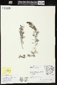 Myriophyllum sibiricum image