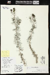 Myriophyllum sibiricum image