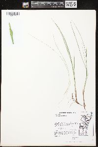 Carex leptalea subsp. leptalea image