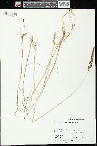 Calamagrostis stricta image