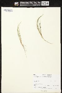 Schoenoplectus subterminalis image