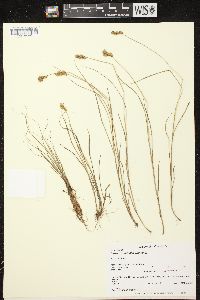 Carex tribuloides var. tribuloides image