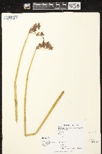 Schoenoplectus acutus image