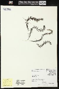 Myriophyllum sibiricum image