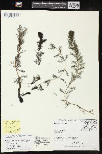 Myriophyllum spicatum image