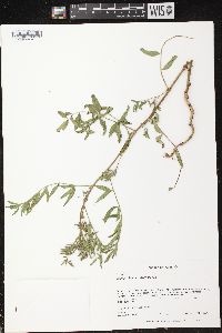 Glycyrrhiza lepidota image