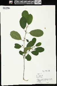 Frangula alnus image