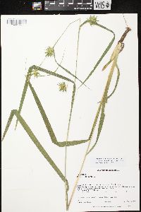 Carex folliculata image