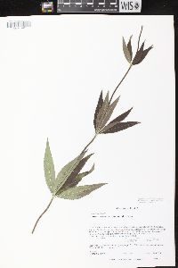 Veronicastrum virginicum image