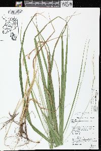 Diarrhena obovata image