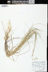 Elymus lanceolatus image