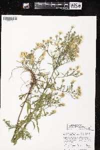 Symphyotrichum pilosum var. pringlei image