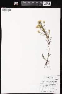 Symphyotrichum pilosum var. pringlei image