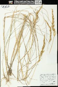 Calamagrostis stricta image