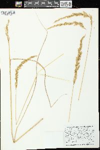 Calamagrostis stricta image