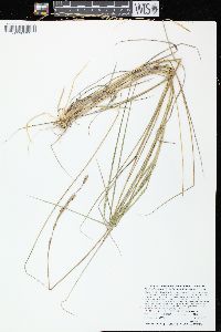 Elymus lanceolatus subsp. lanceolatus image