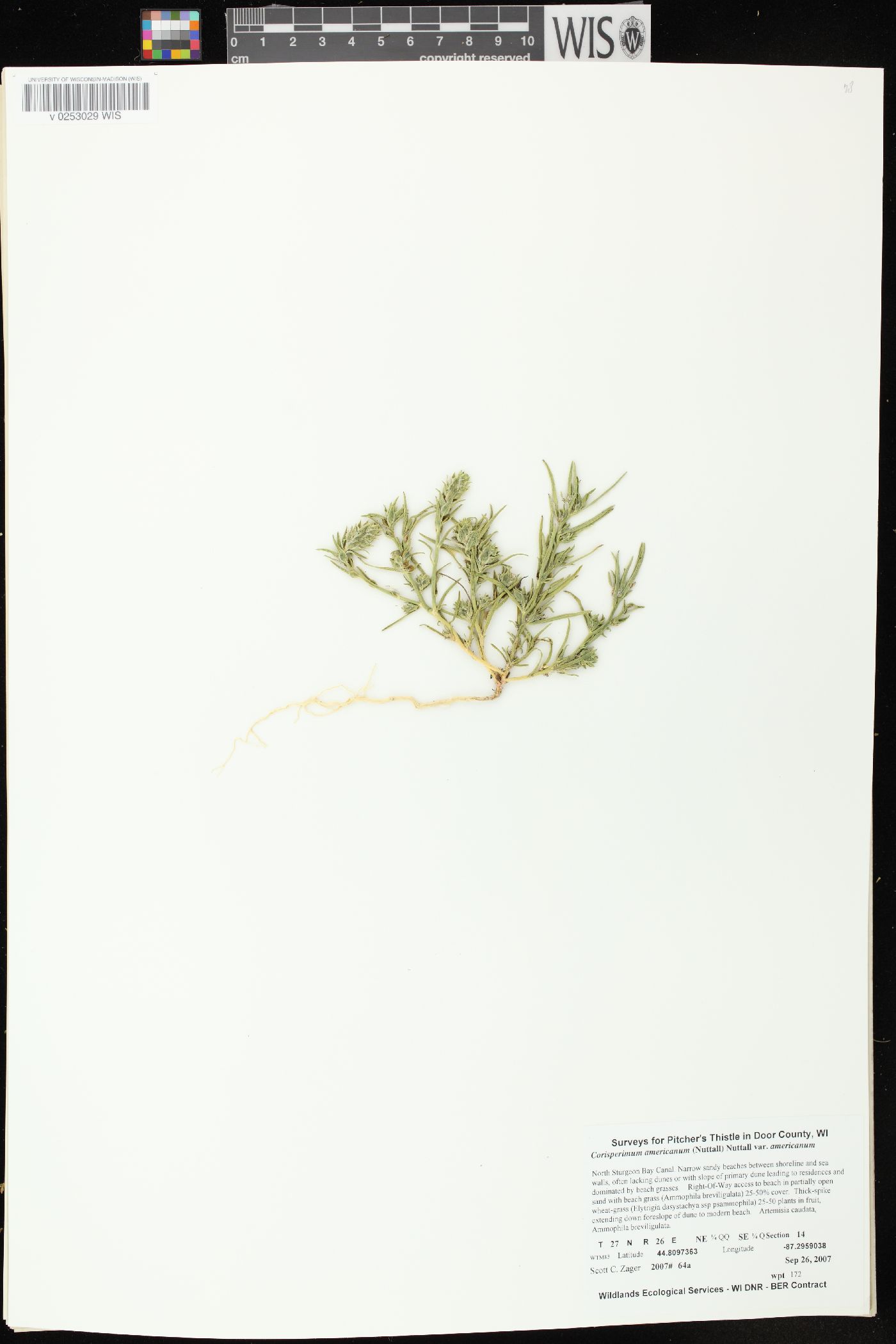 Corispermum americanum var. americanum image