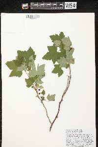 Ribes hudsonianum image