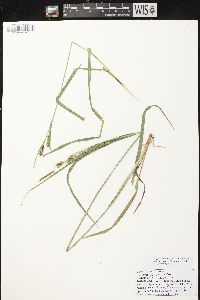 Carex scabrata image