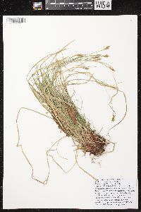 Carex assiniboinensis image