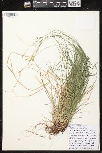 Carex assiniboinensis image