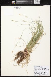 Carex assiniboinensis image