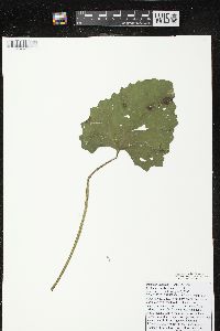 Petasites frigidus image