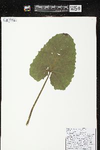 Petasites frigidus image