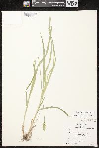 Carex cephaloidea image