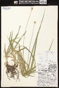 Carex cephaloidea image