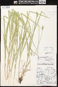 Carex cephaloidea image