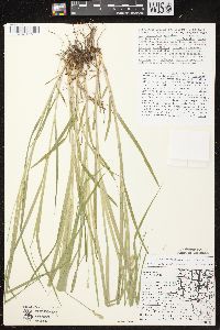 Carex cephaloidea image