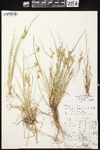 Carex flava image