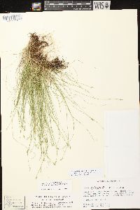 Carex leptalea subsp. leptalea image